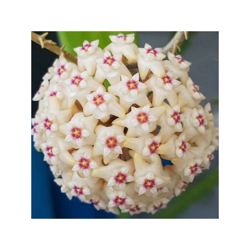 1 Pianta Di Hoya Parasitica Black Fiore Di Cera Vaso 12Cm Foglie Con Margini Neri precio