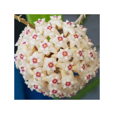 1 Pianta Di Hoya Parasitica Black Fiore Di Cera Vaso 12Cm Foglie Con Margini Neri