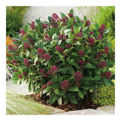 1 Pianta Di Skimmia Rubella Vaso 15Cm Sempreverde características