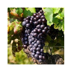 UVA MOSCATO D'AMBURGO (1 PIANTA) matura a agosto vite precio