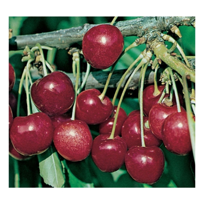 1 PIANTA DI CILIEGIO STELLA NANO IN VASO 20CM piante da frutto nane vaso