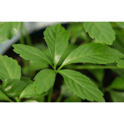 1 PIANTA DI GYNOSTEMMA PENTAPHYLLUM PROPRIETA' TERAPEUTICHE Jiaogulan Tisane