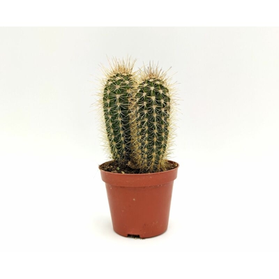 Echinocereus engelmannii ssp - ø 8,5 cm x h 18 cm