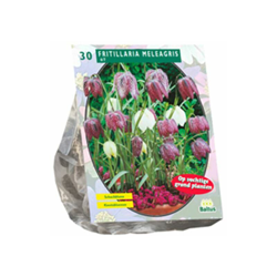 Fritillaria Meleagris 30 Pz características
