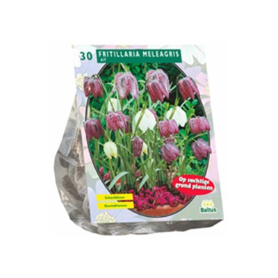 Fritillaria Meleagris 30 Pz