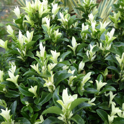 1 PIANTA EUONYMUS JAP PALOMA BLANCA VASO 17CM Sempreverdi e Rampicanti en oferta