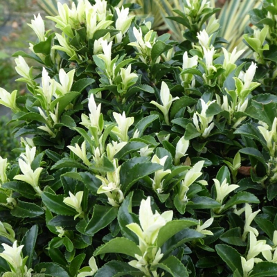 1 PIANTA EUONYMUS JAP PALOMA BLANCA VASO 17CM Sempreverdi e Rampicanti