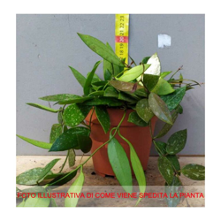 1 PIANTA DI HOYA GRACILIS FIORE DI CERA VASO 12CM Perenni características
