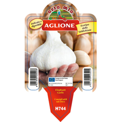 Aglio Aglione della Val di Chiana Elephant Garlic - 1 pianta v.10 cm - Orto Mio en oferta