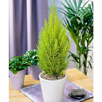 1 PIANTA DI CUPRESSUS GOLDEN CREST CIPRESSO WILMA VASO 14CM conifera