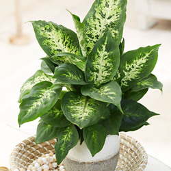 1 Pianta Di Dieffenbachia Vaso 24Cmpianta Da Appartamento Purifica L'Aria precio