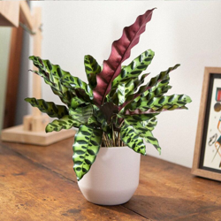 1 PIANTA DI CALATHEA INSIGNIS IN VASO 11CM DA INTERNO APPARTAMENTO antinquinamento en oferta