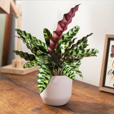 1 PIANTA DI CALATHEA INSIGNIS IN VASO 11CM DA INTERNO APPARTAMENTO antinquinamento