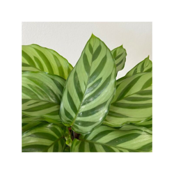 1 PIANTA DI CALATHEA FREDDIE IN VASO 11CM DA INTERNO APPARTAMENTO antinquinamento precio