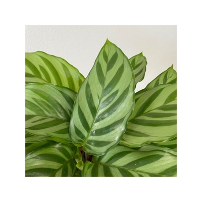 1 PIANTA DI CALATHEA FREDDIE IN VASO 11CM DA INTERNO APPARTAMENTO antinquinamento