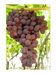 UVA SENZA SEMI APIRENA ROSSA 1 PIANTA matura a fine settembre precio