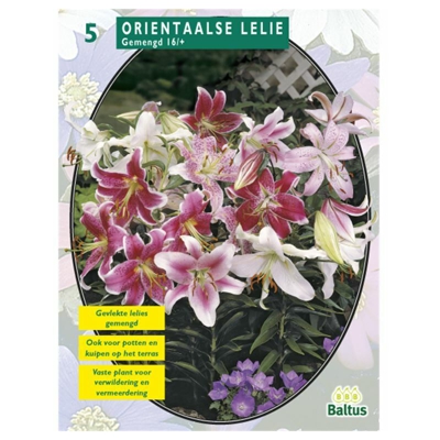 Lilium Oriental Mix