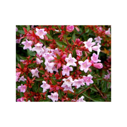ABELIA GRANDIFLORA EDWARD GOUCHER VASO 17CM Sempreverdi e Rampicanti características