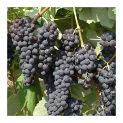 UVA FRAGOLA NERA (1 PIANTA) matura a settembre produttività elevata en oferta