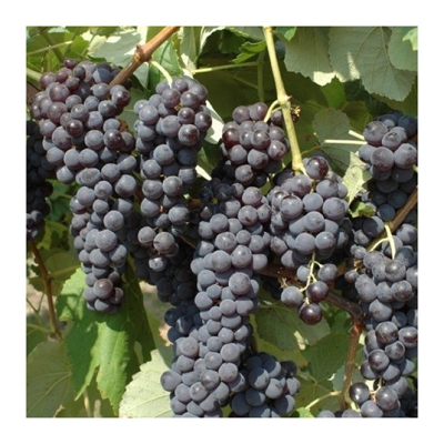 UVA FRAGOLA NERA (1 PIANTA) matura a settembre produttività elevata