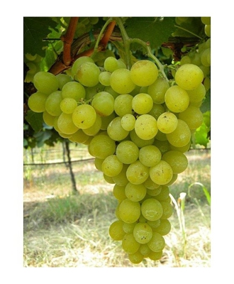 1 Pianta di Uva Regina dei Vigneti Epoca di maturazione da luglio a agosto
