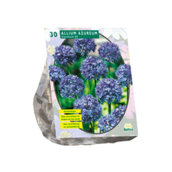 Allium Caeruleum Azureum 30 Pz precio