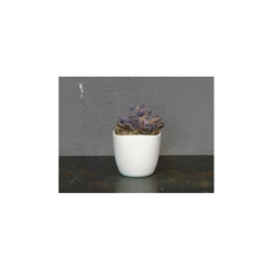 Coprivaso Corino Bruna Lara 904/17VA precio