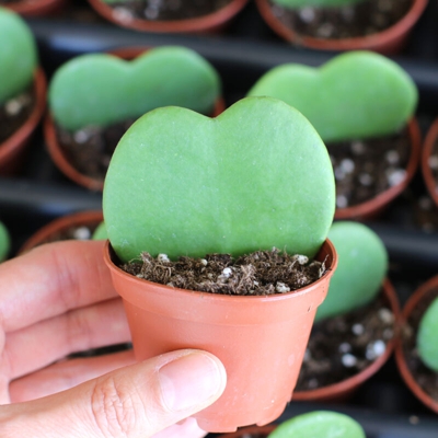 1 PIANTA HOYA KERRII DOPPIA FOGLIA FIORE DI CERA VASO 9CM forma di cuore