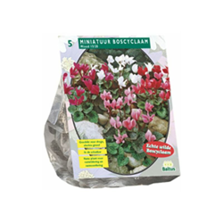 Cyclaam Mixed 5 Pz en oferta
