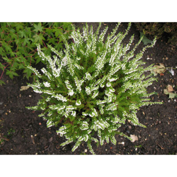 OFFERTA 3 PIANTE DI CALLUNA ERICA VASO 12CM sempreverde características