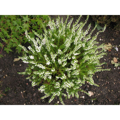 OFFERTA 3 PIANTE DI CALLUNA ERICA VASO 12CM sempreverde
