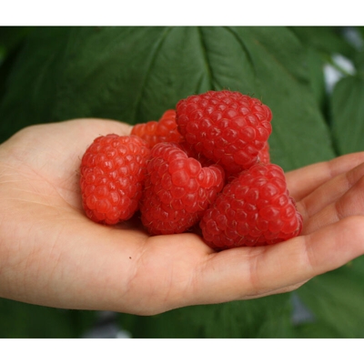1 Pianta Di Lampone Rosso Primalba Varieta' Molto Precoce