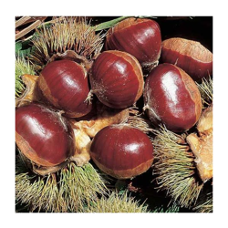 1 Pianta Di Castagno Bouche De Betizac Castagne Frutti Grossi en oferta