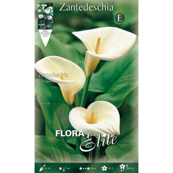 Bulbi Primaverili Calla Zantedeschia Aethiopica Confezione Da 1 Bulbo Bulbs precio