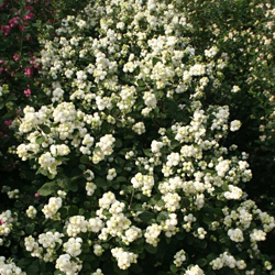 1 Pianta Di Symphoricarpos Magical Galaxy Vaso Da 17Cm Albero Delle Perle precio