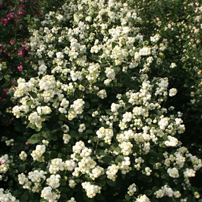 1 Pianta Di Symphoricarpos Magical Galaxy Vaso Da 17Cm Albero Delle Perle