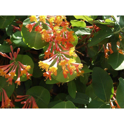 1 Pianta Di Lonicera Caprifoglio Goldflame Lonicera Vaso 17Cm características