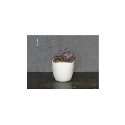 Coprivaso Corino Bruna Lara 904/15VA