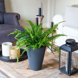 1 Pianta Di Felce Comune Green Lady Vaso 17Cm características