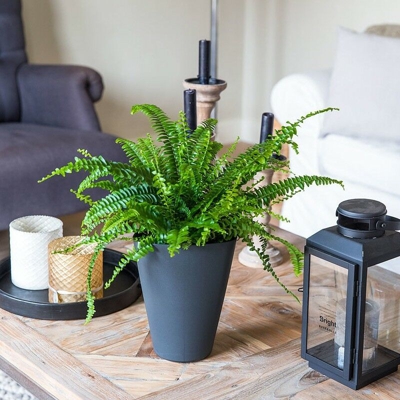 1 Pianta Di Felce Comune Green Lady Vaso 17Cm