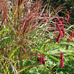 1 PIANTA DI MISCANTHUS SINENSIS FERNER OSTEN VASO 17CM graminacea características