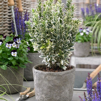 1 PIANTA EUONYMUS JAP. 'WHITE SPIRE' VASO 9CM Sempreverdi e Rampicanti
