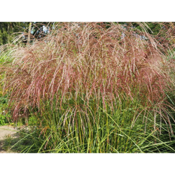 1 PIANTA DI MISCANTHUS SINENSIS FLAMINGO VASO 19CM graminacea características