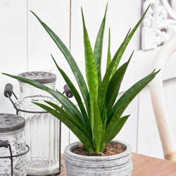 1 Pianta Di Sansevieria Moon Shine In Vaso 14Cm Da Interno Appartamento Lingua Di Suocera precio