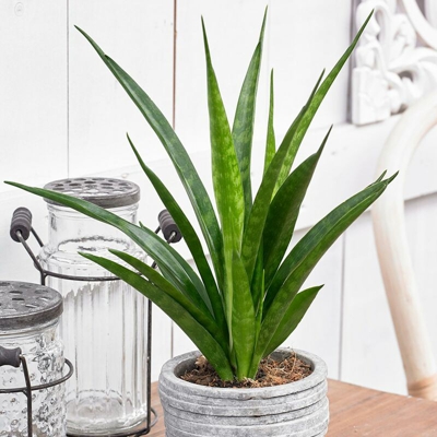 1 Pianta Di Sansevieria Moon Shine In Vaso 14Cm Da Interno Appartamento Lingua Di Suocera