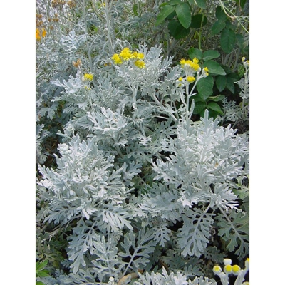 1 Pianta Cineraria Maritima Vaso 12Cm