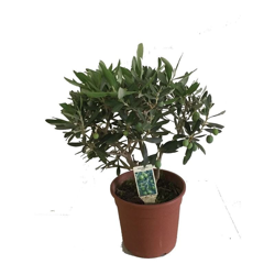 Olivo Bonsai precio