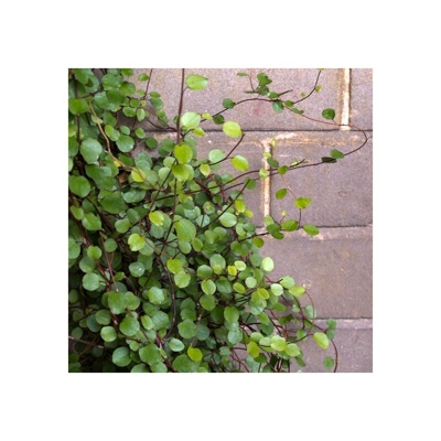 1 Pianta Di Muehlenbeckia Complexa In Vaso 12Cm