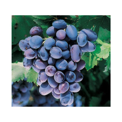 UVA REGINA NERA (1 PIANTA) vigorosa matura a settembre vite en oferta