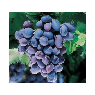 UVA REGINA NERA (1 PIANTA) vigorosa matura a settembre vite
